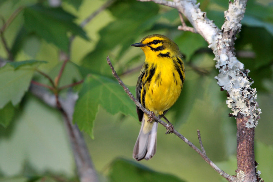 Prairie Warbler