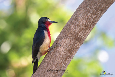 Puerto Rican Woodpecker