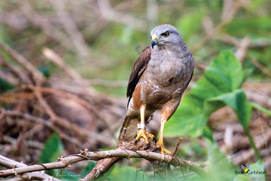 Adult Ridgway's Hawk