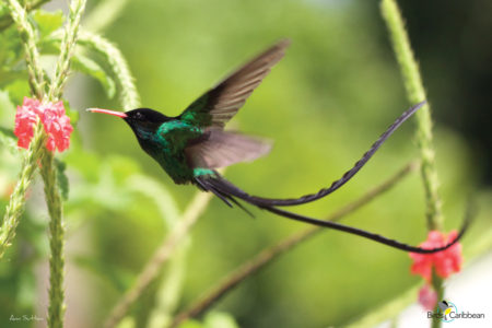 Streamertail (Red-billed)