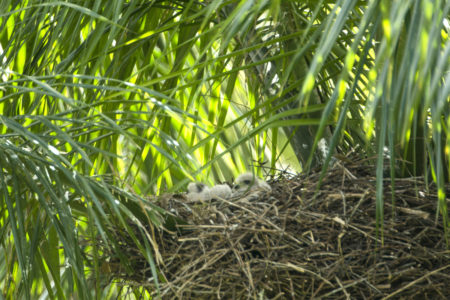 A Ridgway’s Hawk nest with young