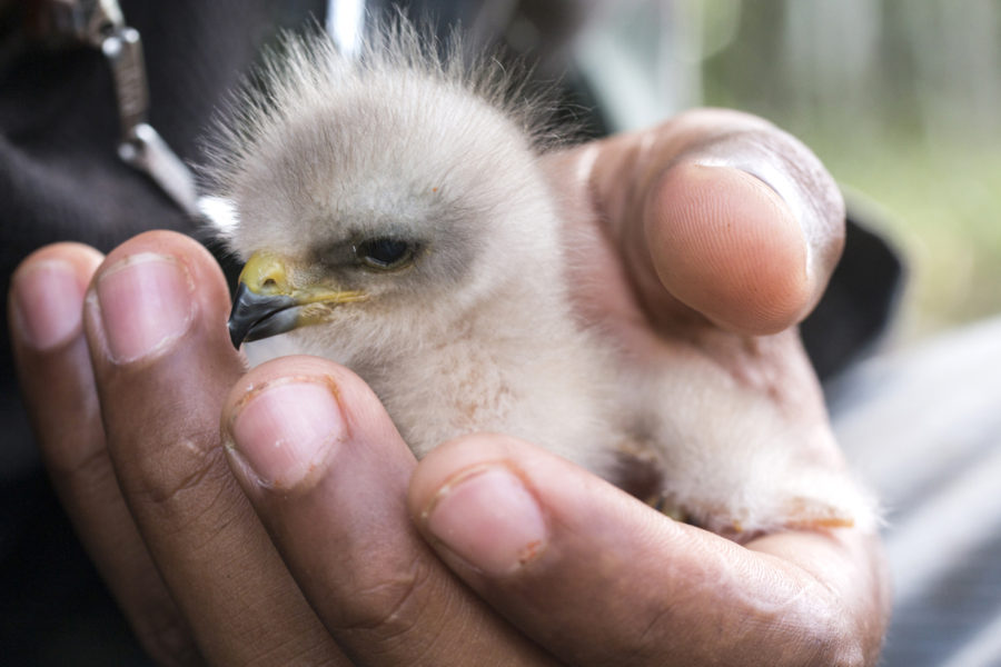 A nestling Ridgway’s Hawk is in good hands with our local biologists