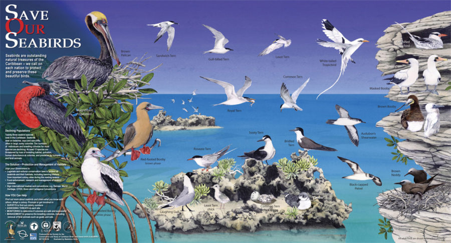Save Our Seabirds Poster