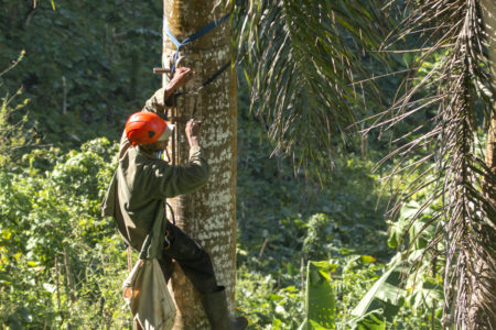 A local team member climbs a Ridgway’s Hawk nest tree in order to band nestlings before they fledge. Banding young is an important part of our project as it helps us monitor dispersion patterns and survivability of young hawks through band re-sightings