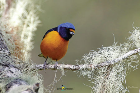 Antillean Euphonia male, Hispaniola subspecies 