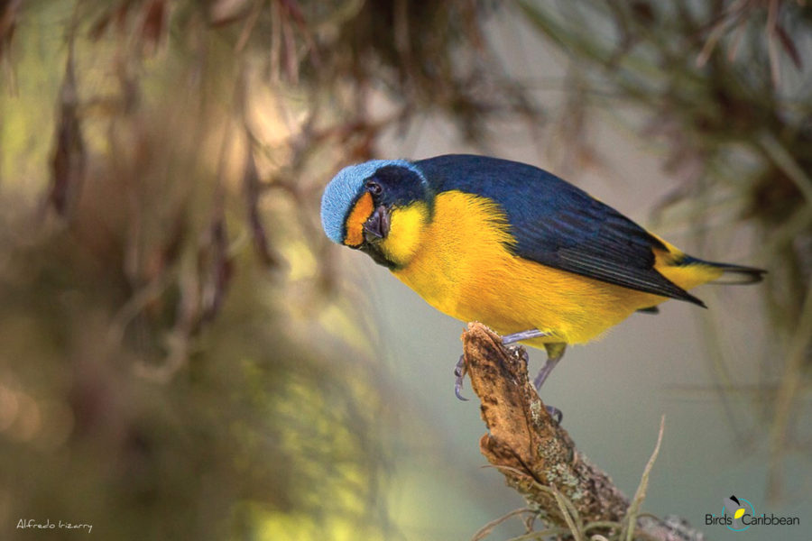 Antillean Euphonia, Puerto Rican Subspecies