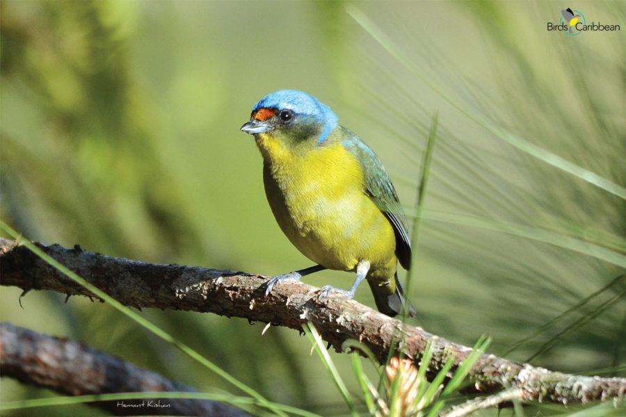 Female Antillean Euphonia, Hispaniola subspecies