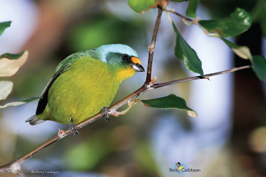 Male Antillean Euphonia, Lesser Antilles Subspecies 