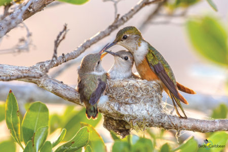 Bahama Woodstar Female Feeding Chicks