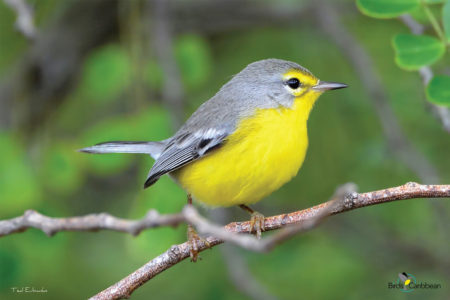 Barbuda Warbler 