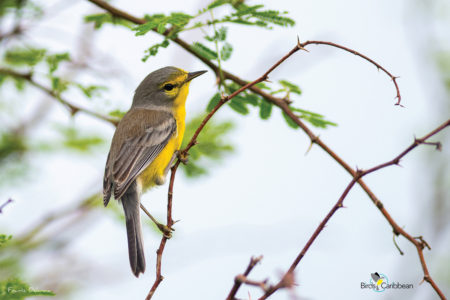 Barbuda Warbler 