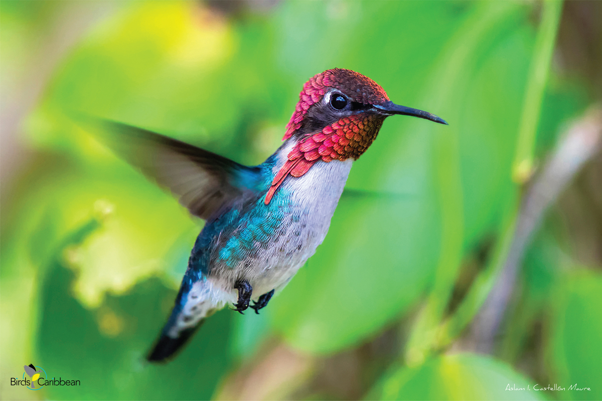 bee hummingbird flying