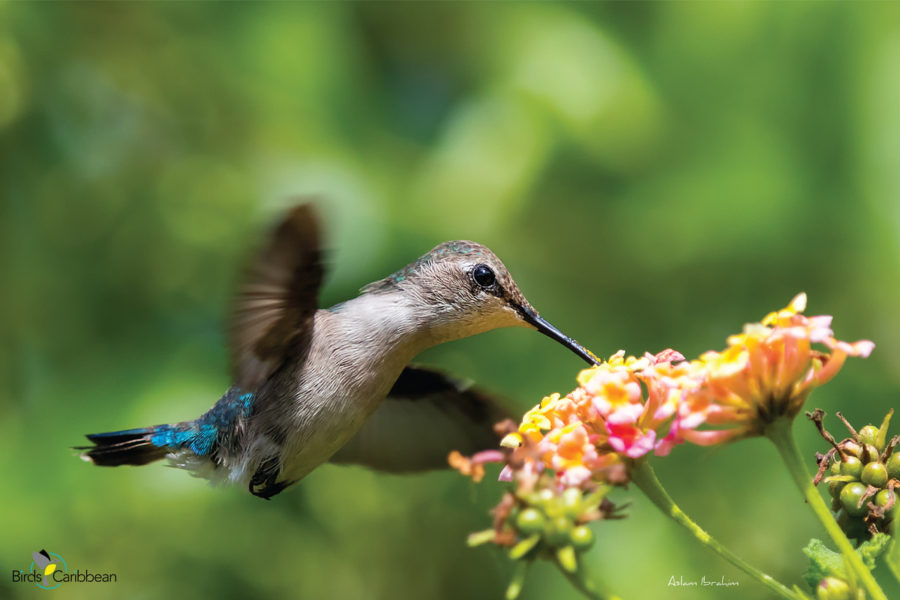 Female Bee Hummingbird