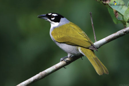 Black-crowned Palm Tanager