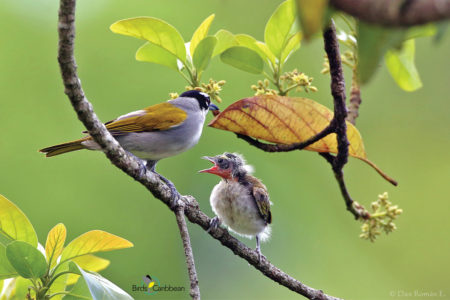 Black-crowned Palm Tanager with Chick