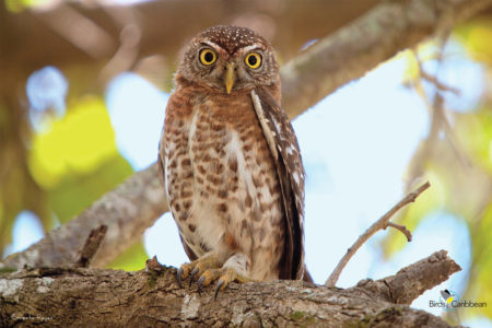 Cuban Pygmy Owl 