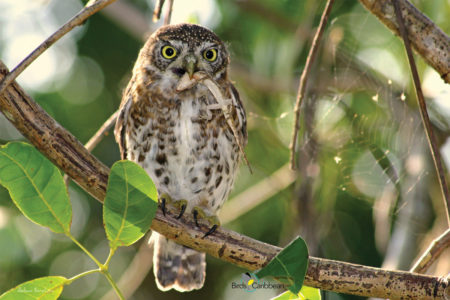 Cuban Pygmy Owl with Lizard 