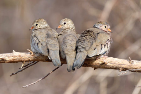 Common Ground-doves in Aruba