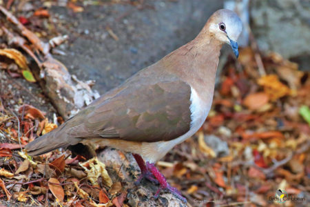 Grenada Dove