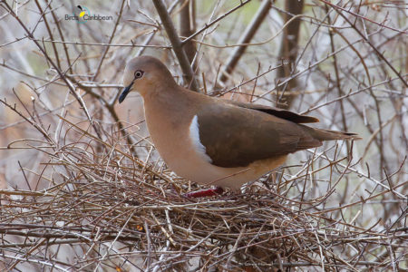 Grenada Dove