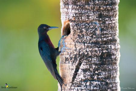 Guadeloupe Woodpecker