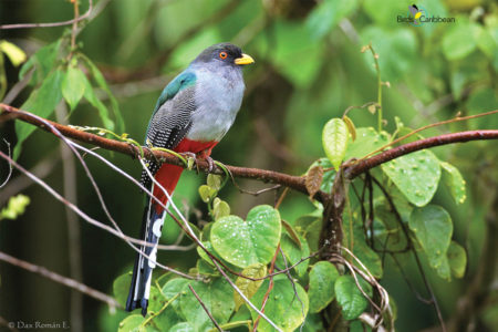 Hispaniolan Trogon