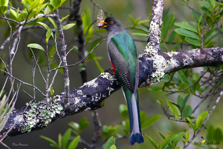 Hispaniolan Trogon 