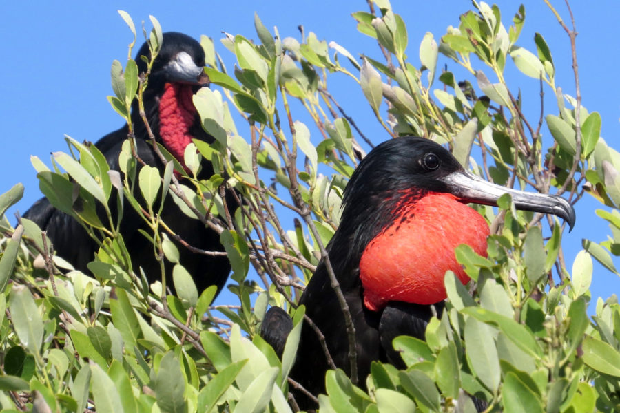 Male magnificent frigatebirds at the colony on Little Cayman