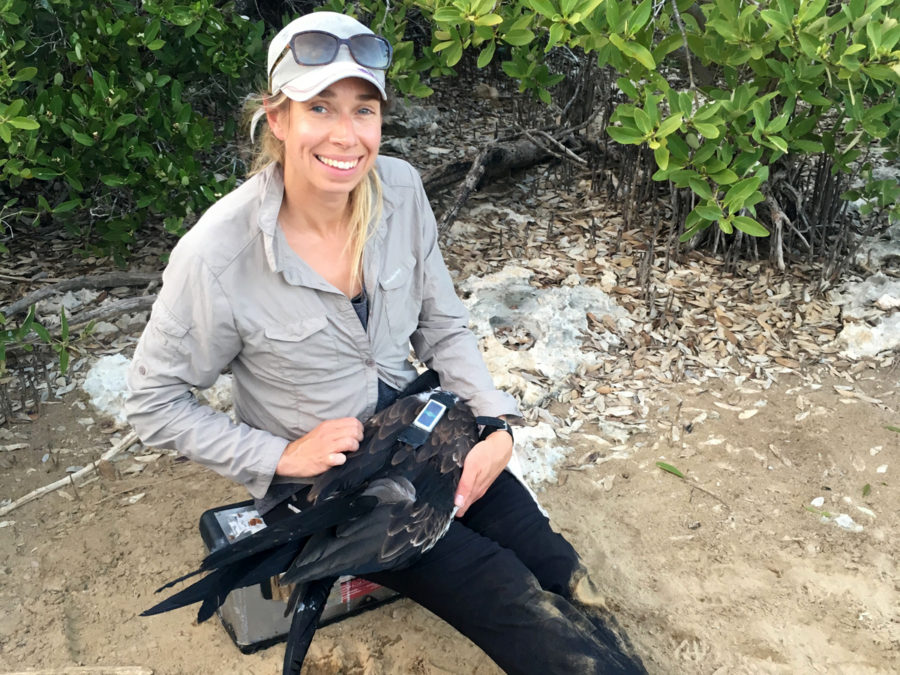 Rhiannon holding a tagged Magnificent Frigatebird on Little Cayman