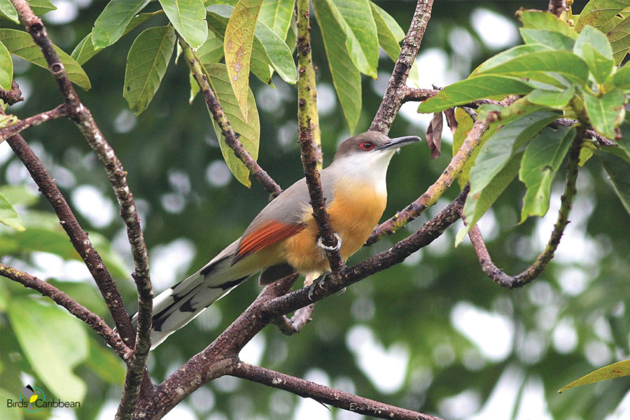 Jamaican Lizard-Cuckoo