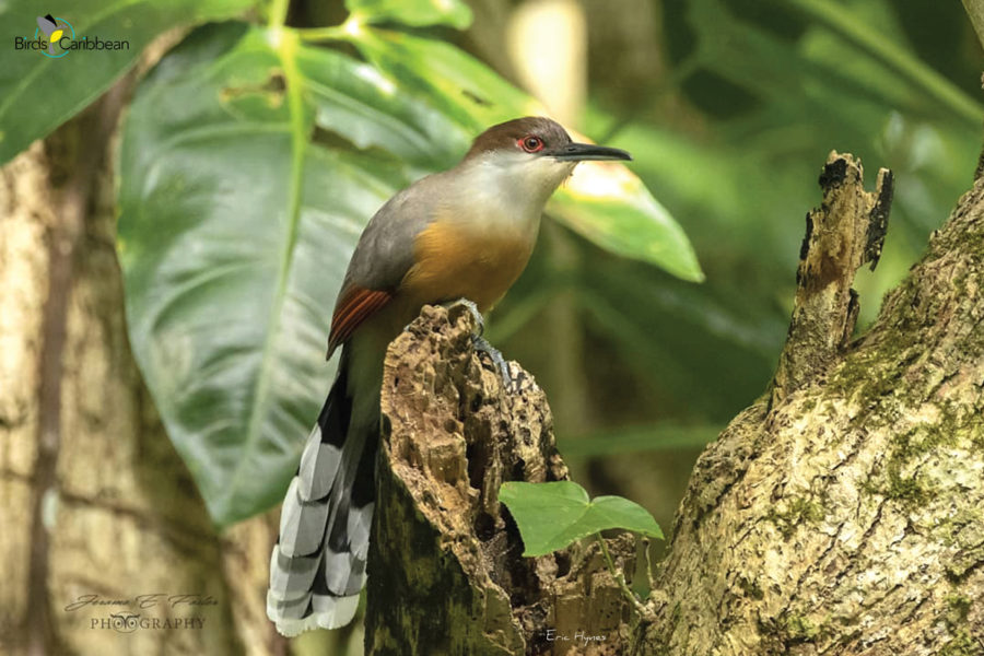 Jamaican Lizard Cuckoo 