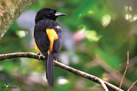 Montserrat Oriole