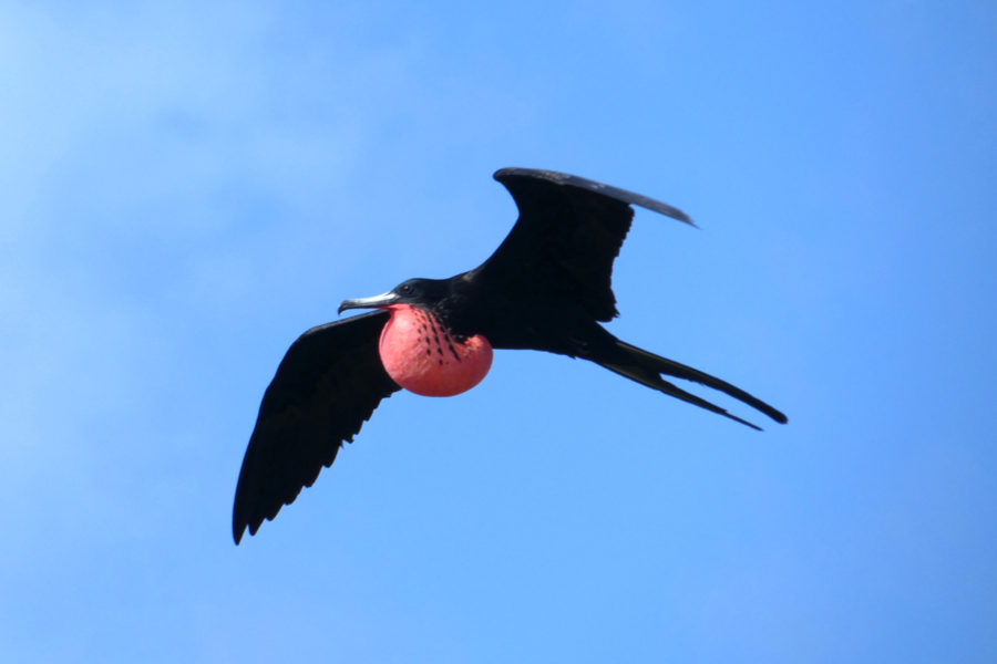 Magnificent Frigatebird at the colony on Little Cayman