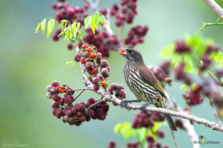 Palmchat