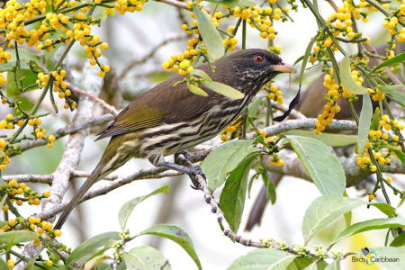 Palmchat