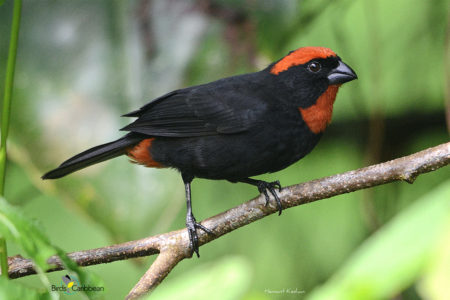 Puerto Rican Bullfinch