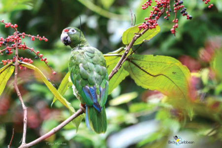 Puerto Rican Parrot eating fruit