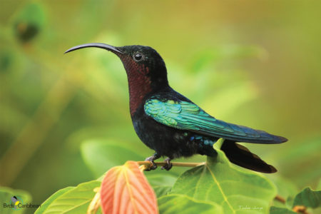 Male Purple-throated Carib