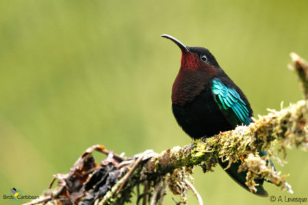 Male Purple-throated Carib