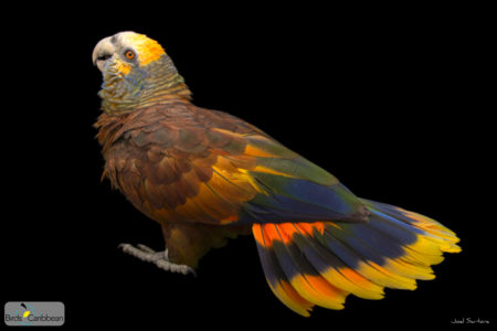 St. Vincent Parrot