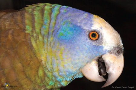 St. Vincent Parrot 