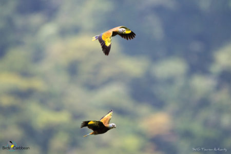 St. Vincent Parrots in Flight