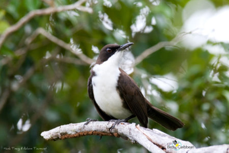 White-breasted Thrasher