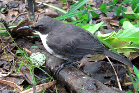 White-breasted Thrasher