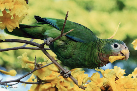 Yellow-billed Parrot