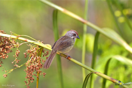 Zapata Sparrow