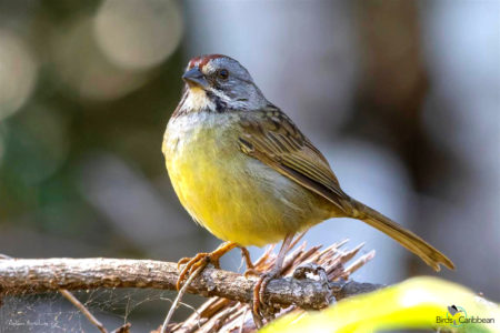 Zapata Sparrow