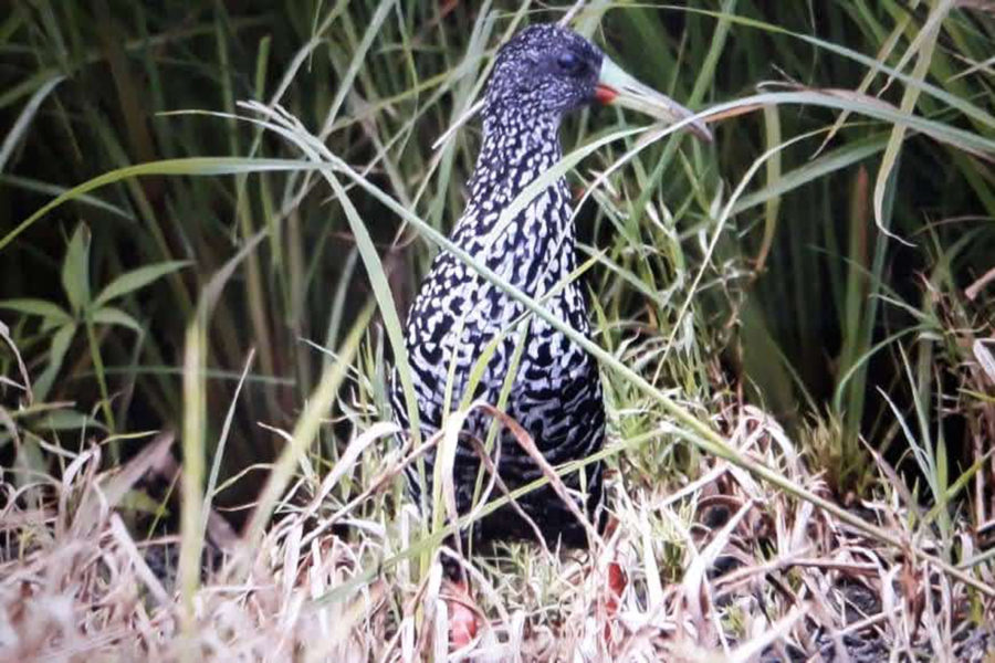 Spotted Rail in Cuba