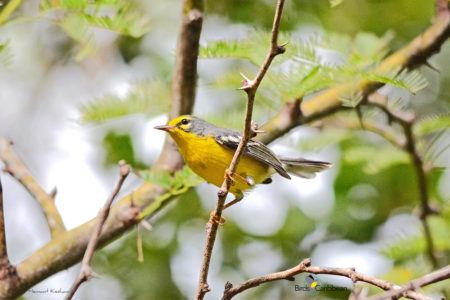 Adelaide's Warbler