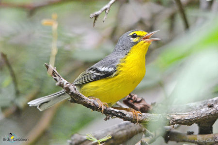 Adelaide's Warbler